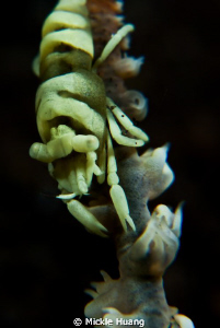 Whip coral shrimp, Coral Garden, Tulamben Bali, 30 OCT 2011. by Mickle Huang 